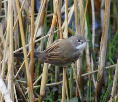 Grasmus - Common Whitethroat