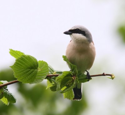 Grauwe Klauwier - Red-backed Shrike