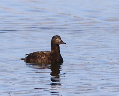 Grote Zee-eend - Velvet Scoter