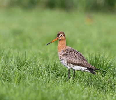 Grutto - Black-tailed Godwit