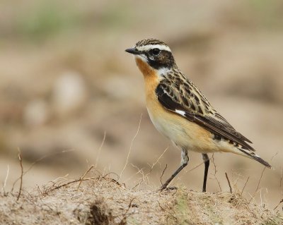 Paapje - Whinchat