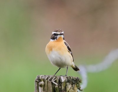 Paapje - Whinchat