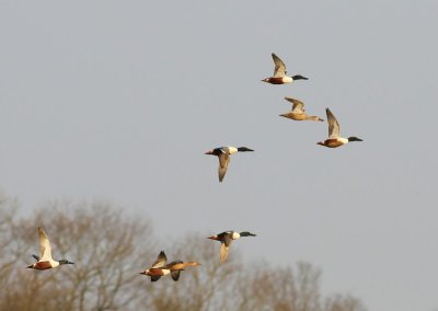 Slobeenden - Northern Shovelers