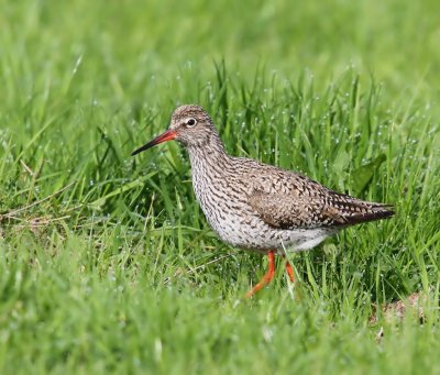 Tureluur - Common Redshank