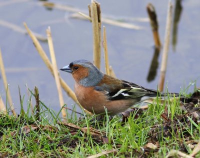 Vink - Common Chaffinch