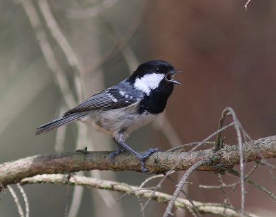 Zwarte Mees - Coal Tit