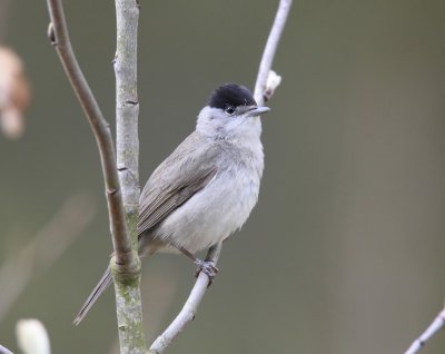 Zwartkop - Blackcap