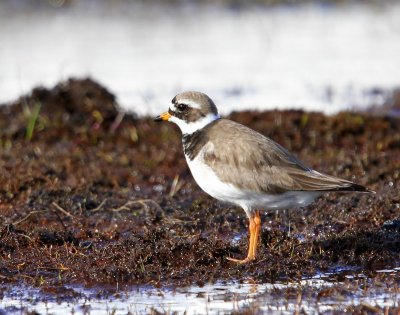 Bontbekplevier - Common Ringed Plover