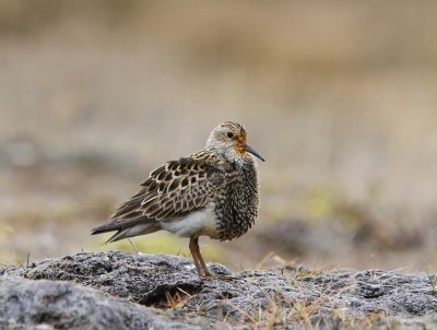 Gestreepte Strandloper - Pectoral Sandpiper