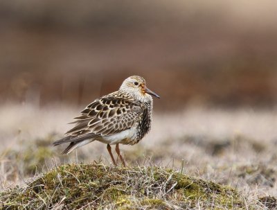 Gestreepte Strandloper - Pectoral Sandpiper