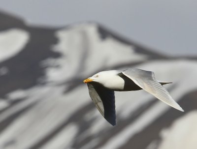 Grote Burgemeester - Glaucous Gull