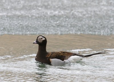 IJseend - Long-tailed Duck