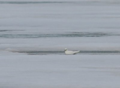 Ivoormeeuw - Ivory Gull