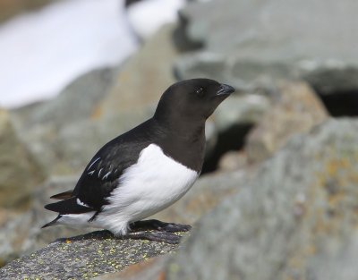 Kleine Alk - Little Auk