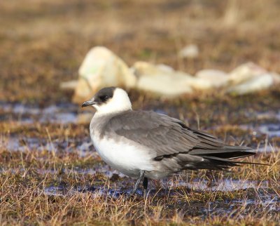 Kleine Jager - Arctic Skua