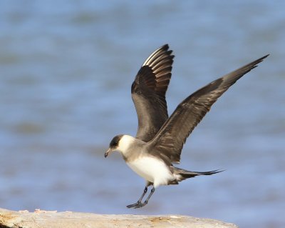 Kleine Jager - Arctic Skua