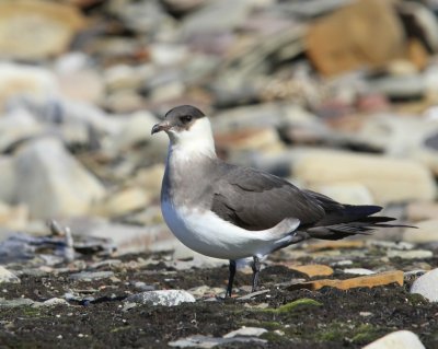 Kleine Jager - Arctic Skua