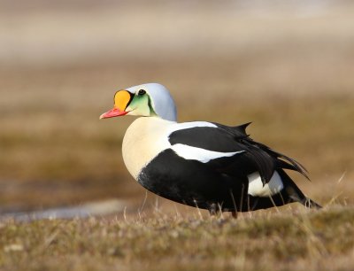 Koningseider - King Eider