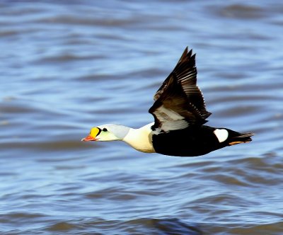 Koningseider - King Eider