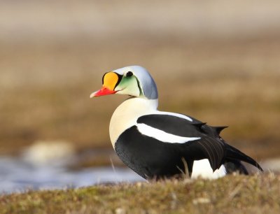 Koningseider - King Eider