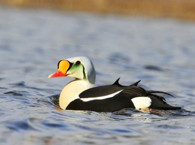 Koningseider - King Eider