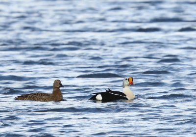 Koningseiders - King Eiders