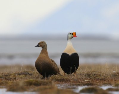 Koningseiders - King Eiders