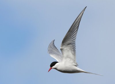Noordse Stern - Arctic Tern