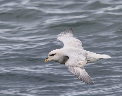 Noordse Stormvogel - Northern Fulmar