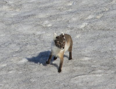 Poolvos - Polar Fox