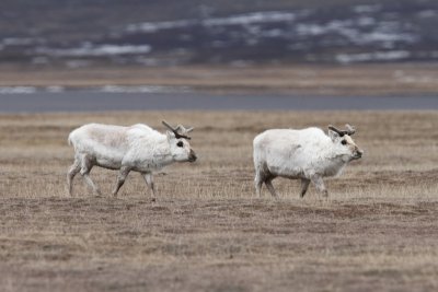 Rendieren - Reindeer