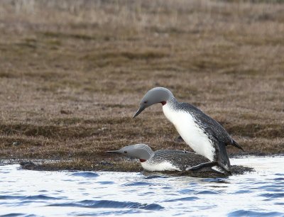 Roodkeelduikers - Red-throated Loons