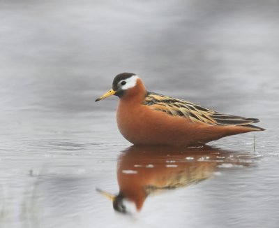 Rosse Franjepoot - Red Phalarope