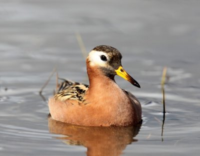 Rosse Franjepoot - Red Phalarope