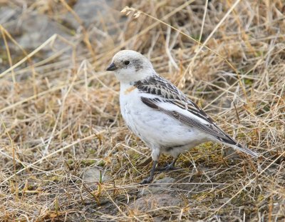 Sneeuwgors - Snow Bunting