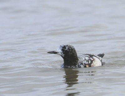 Zwarte Zeekoet - Black Guillemot