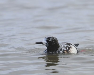 Zwarte Zeekoet - Black Guillemot