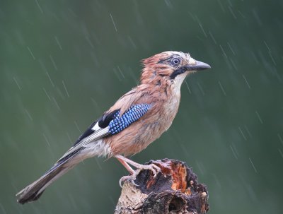 Gaai - Eurasian Jay