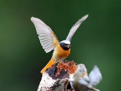 Gekraagde Roodstaart - Common Redstart