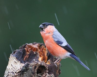 Goudvink - Eurasian Bullfinch