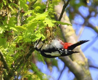 Grote Bonte Specht - Great Spotted Woodpecker
