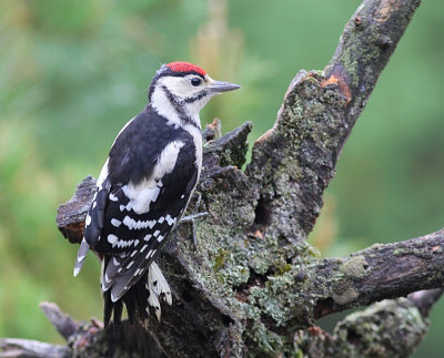 Grote Bonte Specht - Great Spotted Woodpecker