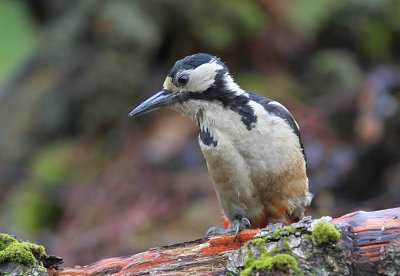 Grote Bonte Specht - Great Spotted Woodpecker