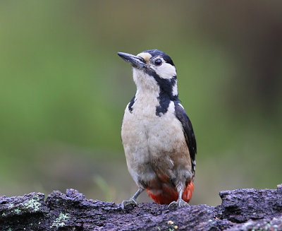 Grote Bonte Specht - Great Spotted Woodpecker