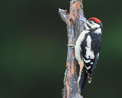 Grote Bonte Specht - Great Spotted Woodpecker