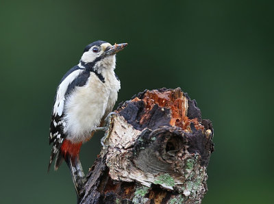 Grote Bonte Specht - Great Spotted Woodpecker