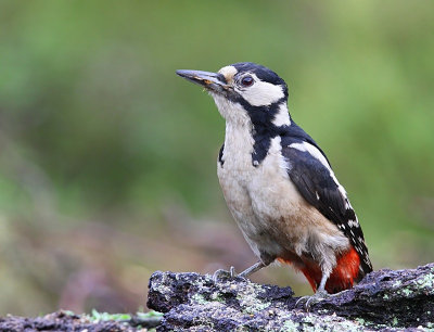 Grote Bonte Specht - Great Spotted Woodpecker