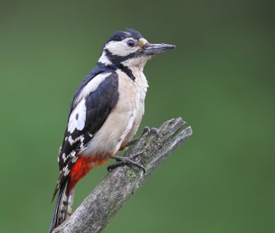 Grote Bonte Specht - Great Spotted Woodpecker