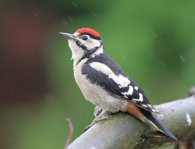 Grote Bonte Specht - Great Spotted Woodpecker