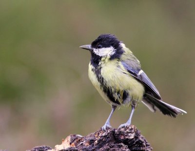 Koolmees - Great Tit